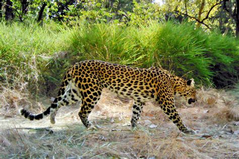 indochinese leopard habitat